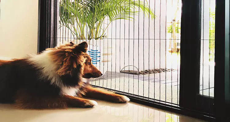 Sliding Screen Pet Door Repair in DeLand, FL