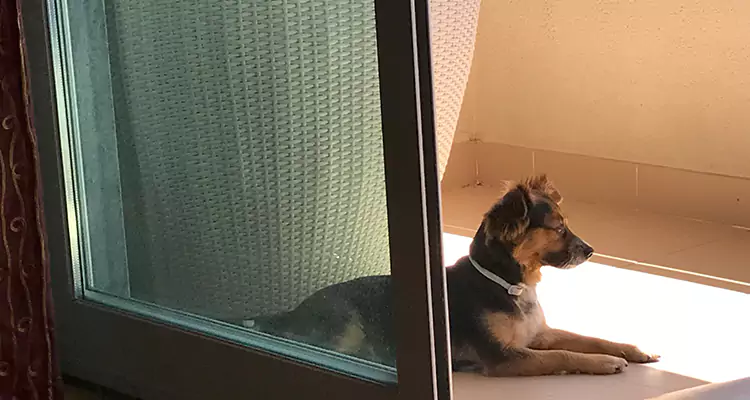 French Door Pet Screen Repair in DeLand, FL